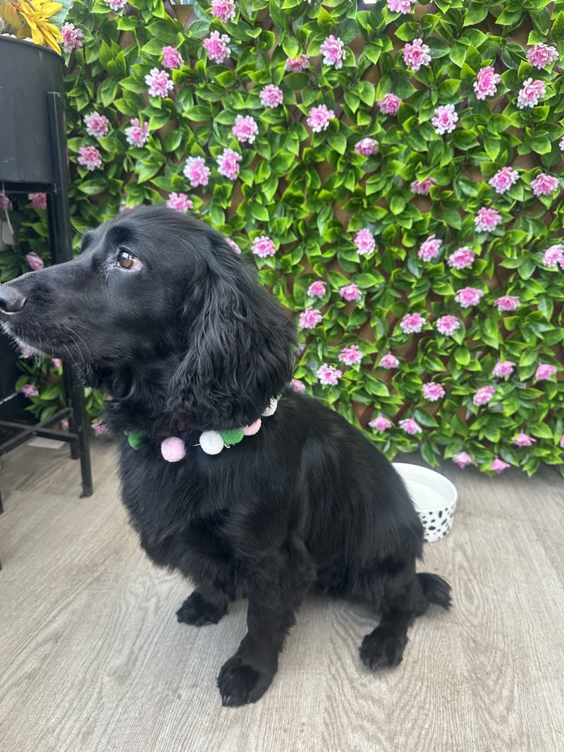 A black cocker spaniel sitting in front of the salon's pink-and-green flower wall after grooming, wearing a pastel pom-pom collar