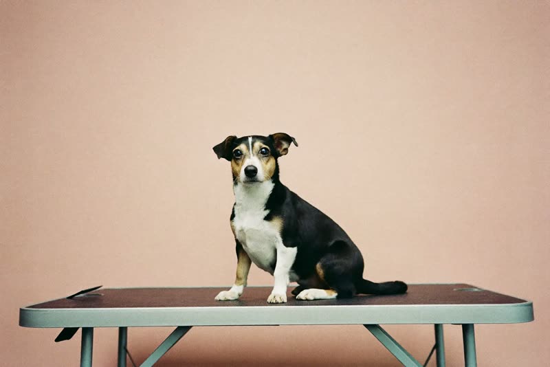 A small dog sitting calmly on a grooming table