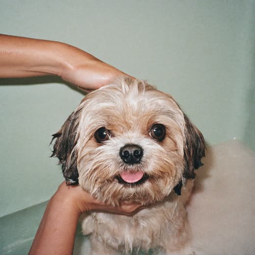 A small dog being bathed and lathered during a grooming wash