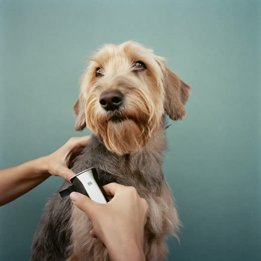 A dog having its coat clipped with grooming clippers
