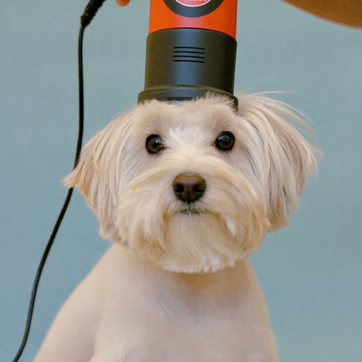 A small dog being blow-dried after a bath